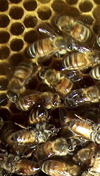 Honey bees and comb
