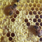 honey bee and comb