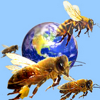 Bees around the world