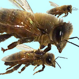 Honey Bees in flight