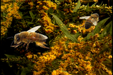 Honey bee and goldenrod